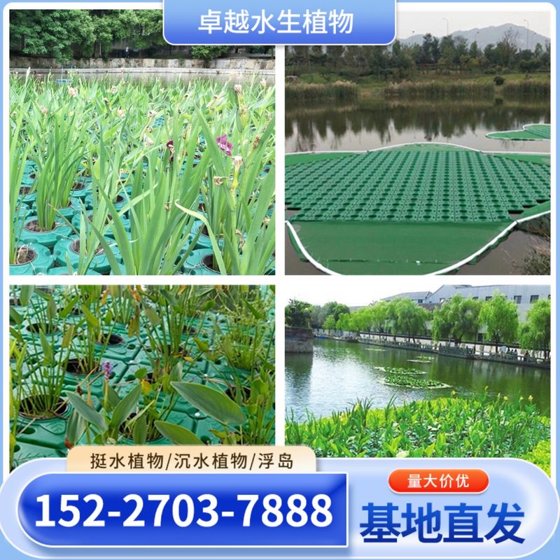 再力花