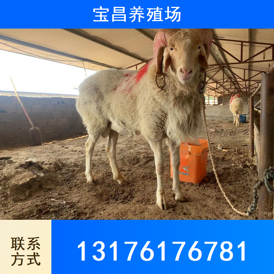 小尾寒羊