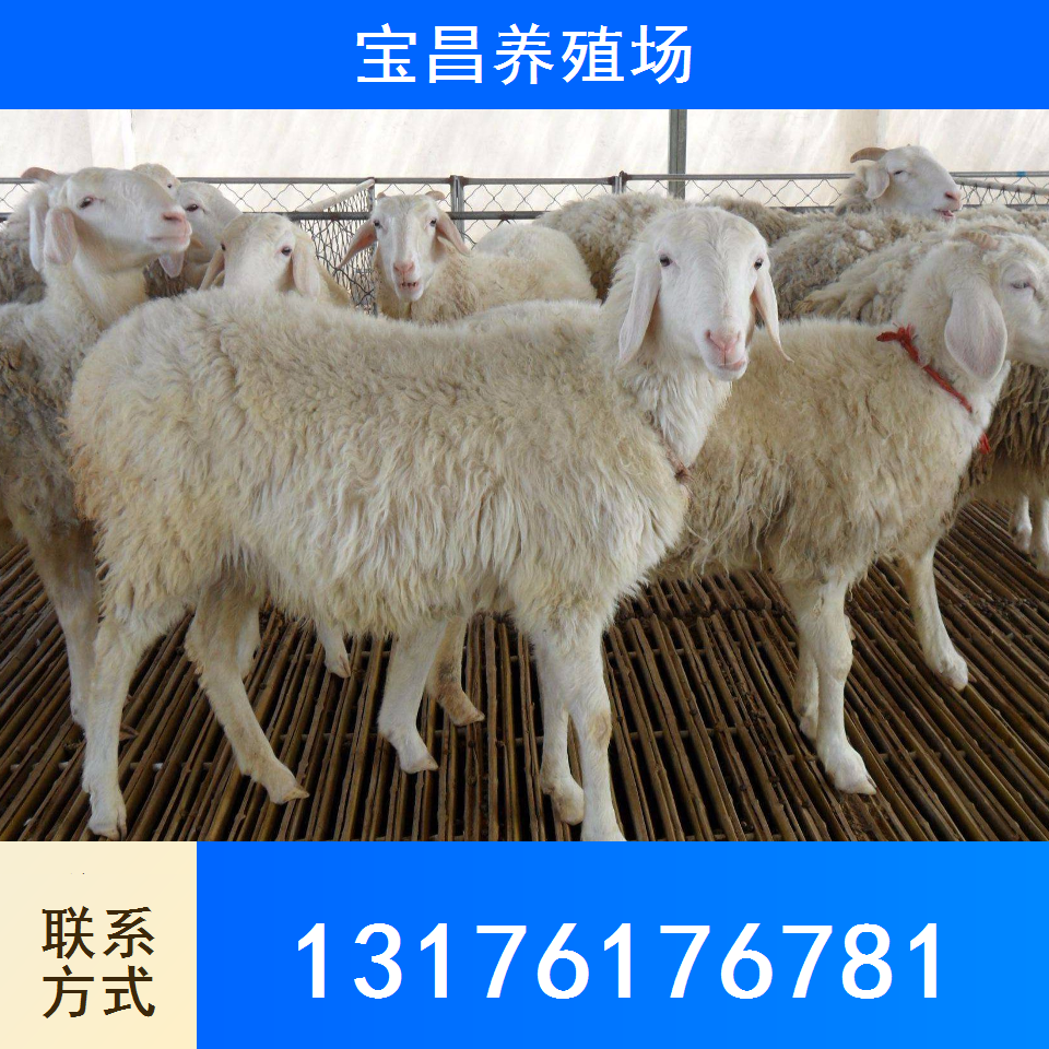 萨福克羊