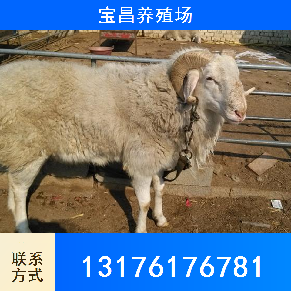 东弗里生羊