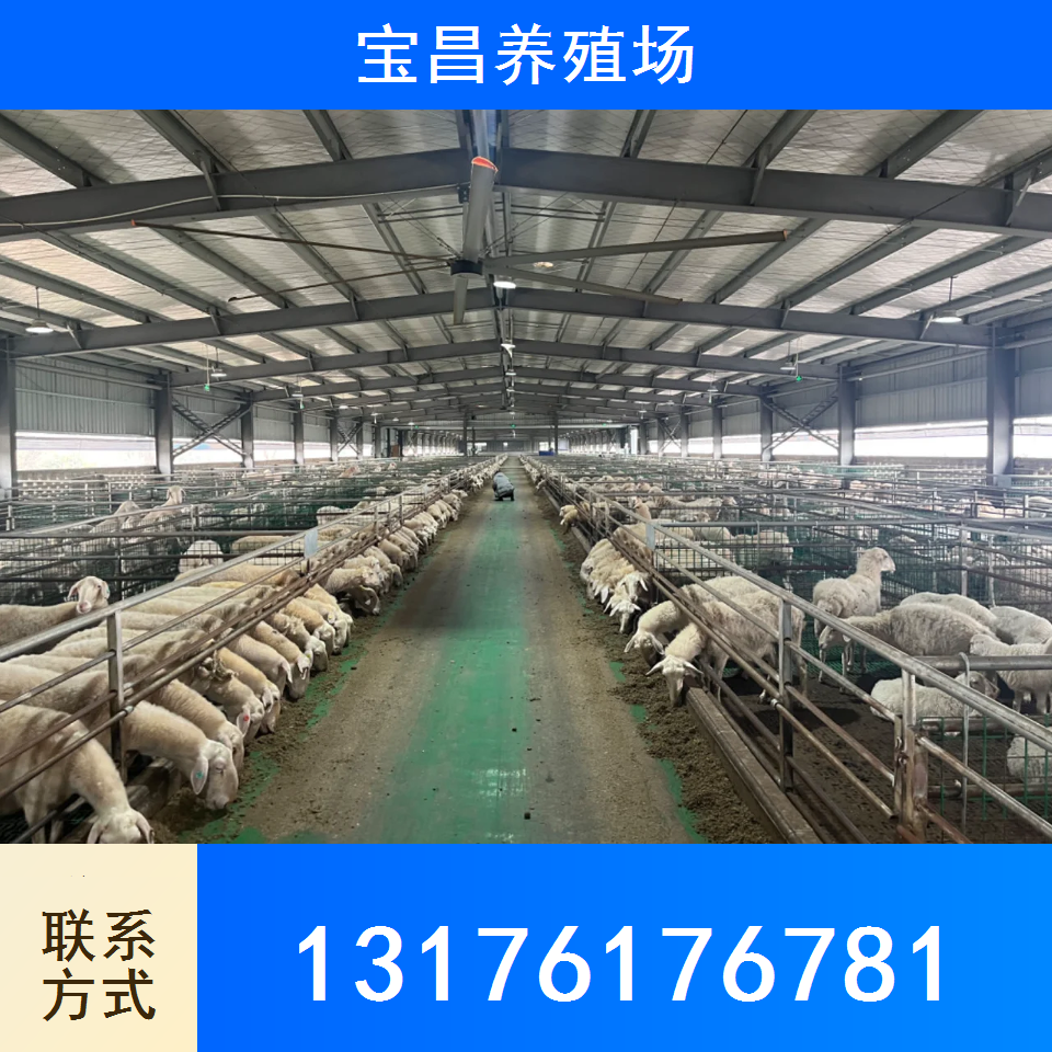 杜寒改良羊