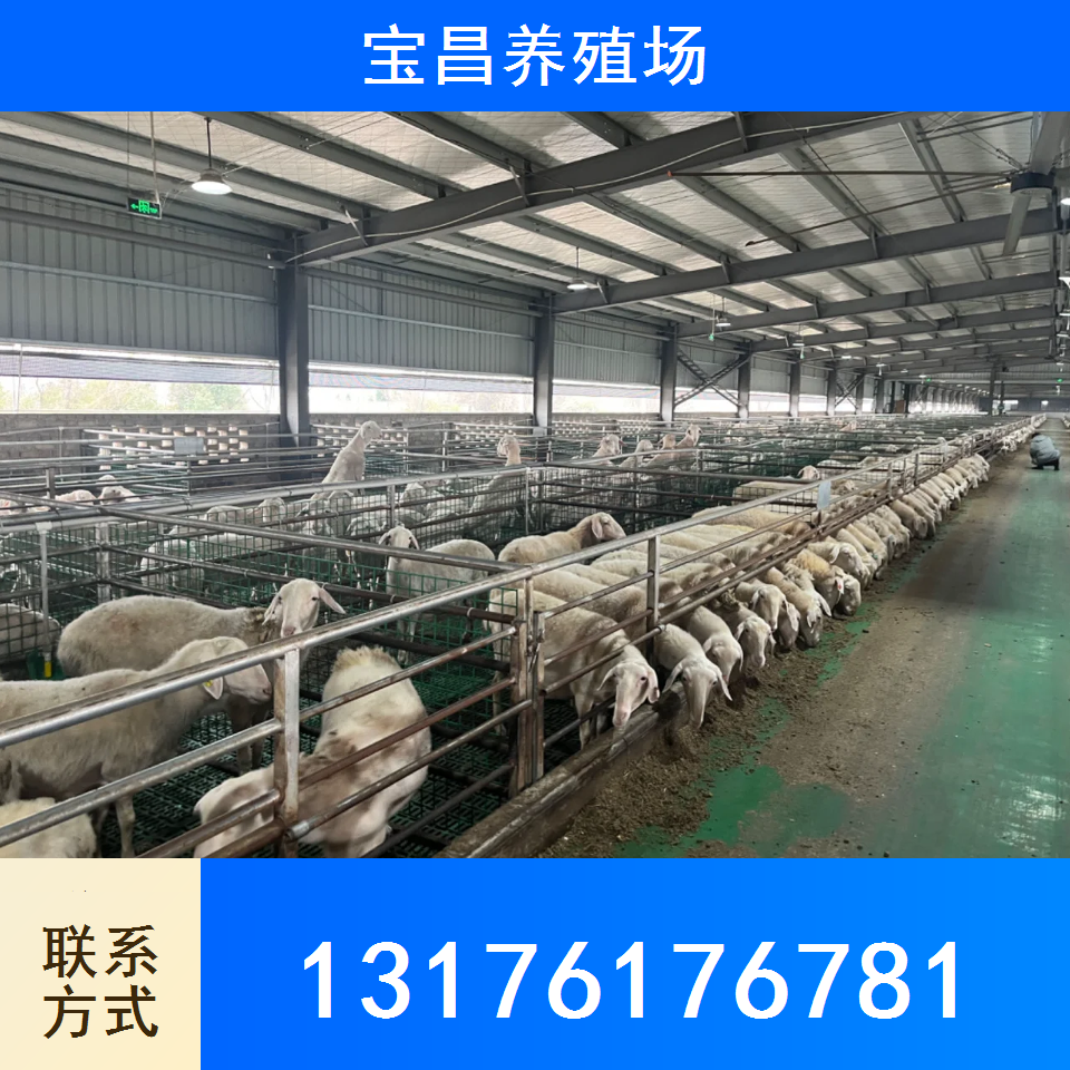 澳湖羊