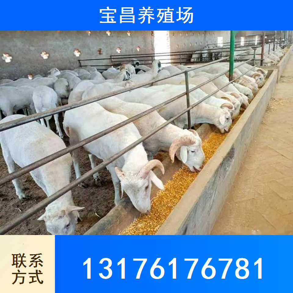 澳寒羊